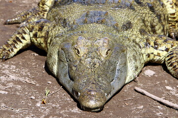Large crocodiles in the Hamat - Gader nature reserve in northern Israel