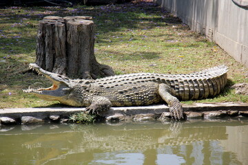 Large crocodiles in the Hamat - Gader nature reserve in northern Israel