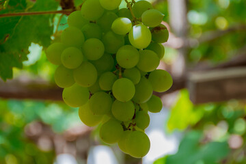 Green grapes