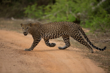 Fototapeta premium A walking Leopard | Full Body Shot | Sri Lankan Leopard | Panthera Pardus | wallpaper Background 