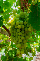 Green grapes