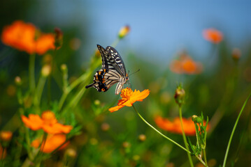 アゲハとコスモス