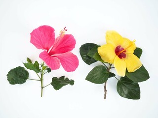 Yellow and pink hibiscus on white background. closeup photo, blurred.