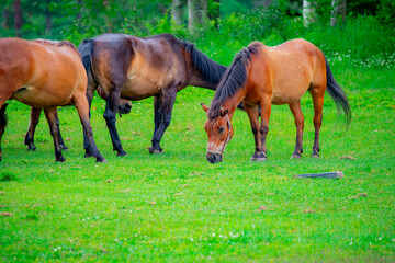 Fototapeta premium 長野県木曽郡木曽町 開田高原 木曽馬の里で寛ぐ馬