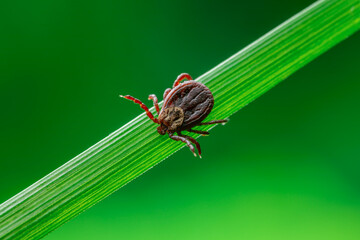 Encephalitis Tick Insect Crawling on Green Grass. Lyme Borreliosis Disease, Encephalitis, DTV or Powassan Virus Infectious Dermacentor Tick Arachnid Parasite.
