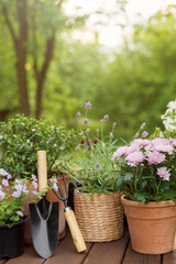 Different potted blooming flowers and herbs, gardening equipment and tools