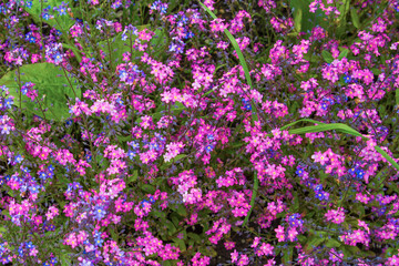Many Forget-me-not flowers blooming together; Pink and Blue pretty small flowers