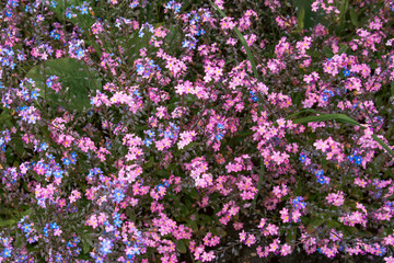 Obraz premium Many Forget-me-not flowers blooming together; Pink and Blue pretty small flowers