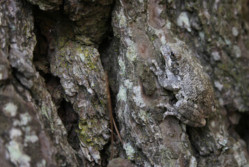 Gray Tree Frog Hyla chrysoscelis on pine tree in Eastern Texas