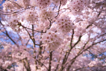 満開の桜