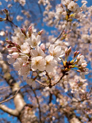 Cherry Blossom in New Zealand