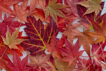 Naklejka na ściany i meble Shades of Red Autumn Leaves with other Fall Colors