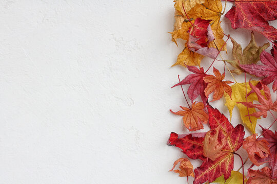 Autumn Leaves Border with Editorial Copy Space