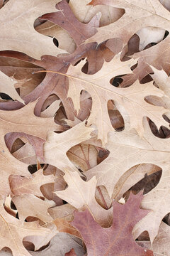 Dried Oak Leaves in Neutral Shades of Brown and Beige