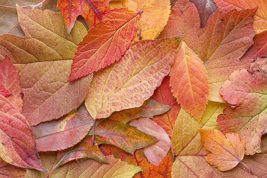 Assorted Orange Autumn Leaves and other Fall Colors