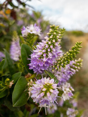 Hebe Shrub in New Zealand