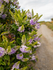 Obraz premium Hebe Shrub in New Zealand