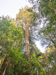 Fototapeta premium Kahikatea Tree in New Zealand
