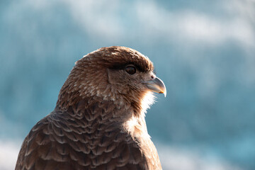 Closeup hawk in Patagonia.