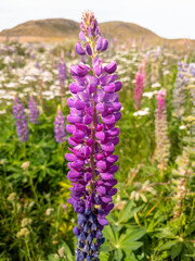 Fototapeta premium Large-leaved Lupin in New Zealand