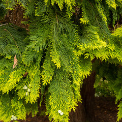 Lawson Cypress Tree in New Zealand