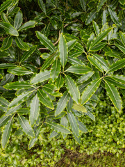 Lemonwood Tree in New Zealand