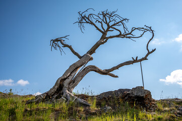The famous Burmis tree in Crowsnest Pass, Alberta, Canada