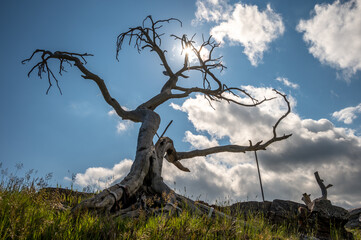 The famous Burmis tree in Crowsnest Pass, Alberta, Canada