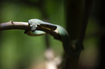 Snake basking on sun in the forest; basking snake; viper resting; green pit viper from Sri Lanka basking in the sun 