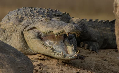Gordijnen Crocodile with its mouth open basking in the sun  crocodiles resting  mugger crocodile from Sri Lanka  © DINAL