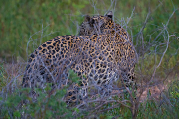 Leopard cub; leopard side view; leopard spot pattern; spot pattern of a wild leopard;  Leopard cub from Sri Lanka; Yala National Park	
