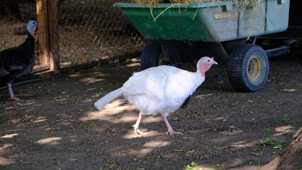 Farm scenes on a sunny day