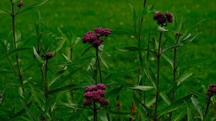 Nature and flowers in a prk