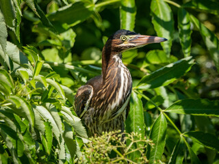 tri-colored heron nestling sitting in a tree