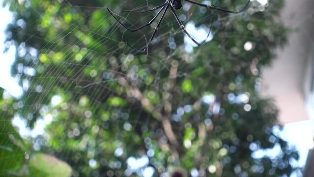 A close up shot of Nephila pilipes ,northern golden orb weaver or giant golden orb weaver is a species of golden orb-web spider. The N. pilipes golden web is vertical with a fine irregular mesh.