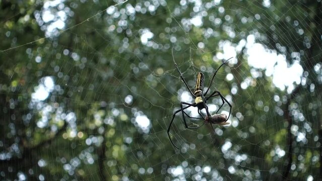 A close up shot of golden orb weaver spider eating a bee stuck on its web. Nephila pilipes ,northern golden orb weaver or giant golden orb weaver is a species of golden orb-web spider.
