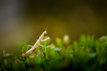 Mante religieuse ou Mantis religiosa en milieu naturel