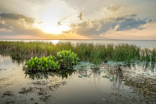 Brilliant sunset between clouds over aquatic vegetation on Lake Apopka in Florida