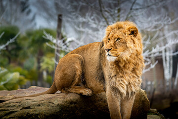 Lion dans son espace naturel