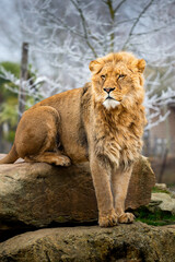 Fototapeta na wymiar Lion dans son espace naturel