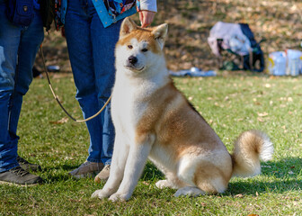 A beautiful Akita dog sits near the owner in the open air.