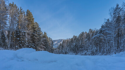 Obraz premium A snow-covered coniferous forest and a mountain against a clear blue sky. In the foreground is a valley covered with pure fluffy snow. Altai