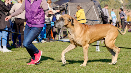 Handler in the ring at the dog show runs next to the Great Dane - obrazy, fototapety, plakaty
