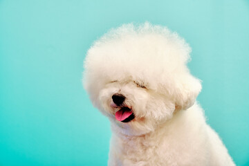 Portrait of Bichon frise close-up on turquoise background