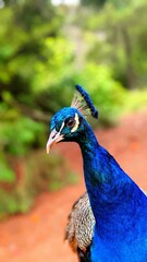 Naklejka premium close up of peacock