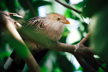 Oiseau dit Coucou du Nouveau Monde ou Guira Cantara dans le milieu naturel 