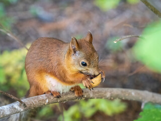 The squirrel with nut sits on tree branches in the summer.