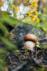 A boletus mushroom grows in the forest. Autumn still life, mushroom, tree and nature. Vertical photo.