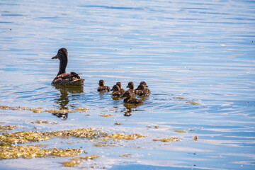 A family of ducks, a duck and its little ducklings are swimming in the water. The duck takes care of its newborn ducklings. Mallard, lat. Anas platyrhynchos