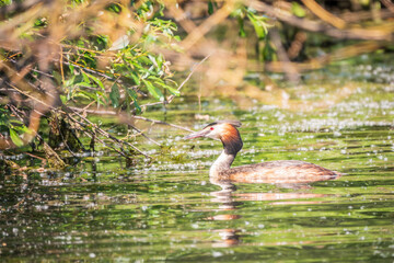 The waterfowl bird Great Crested Grebe swimming in the calm lake